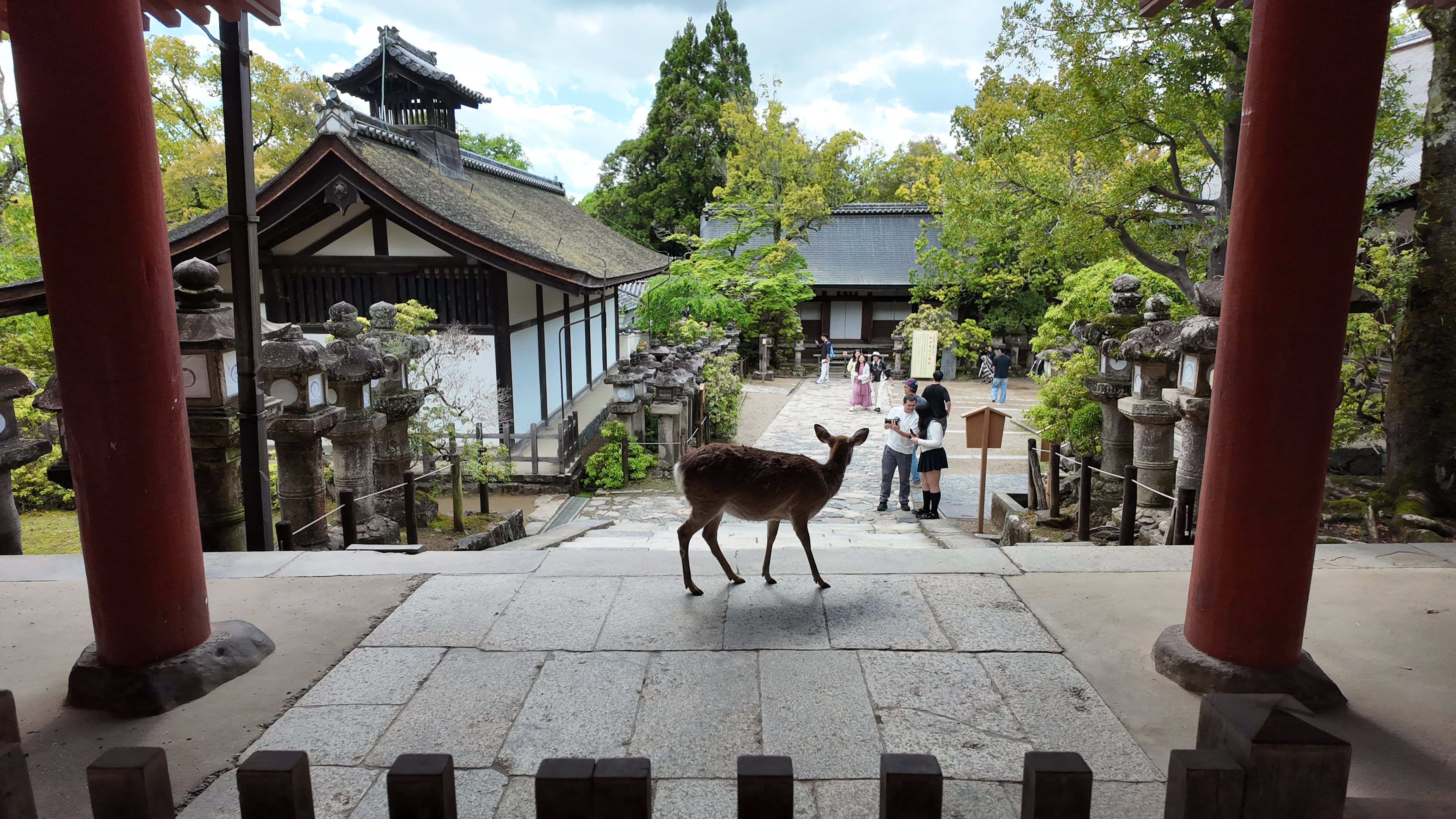 跑进寺庙里的鹿